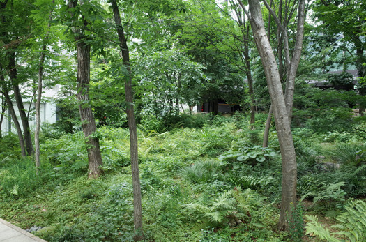 150611ootemori.jpg